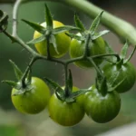 Pomodori ancora verdi a fine estate? Ecco il trucco per farli maturare velocemente anche in autunno