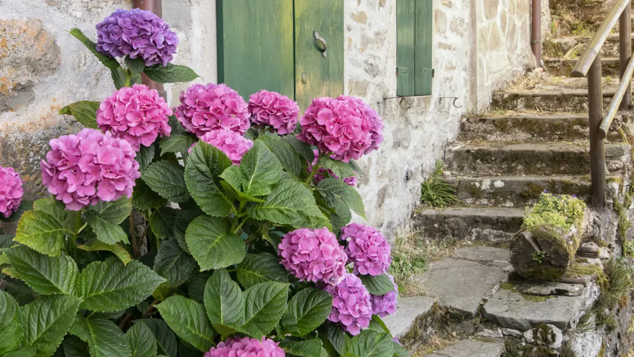 Le piante profumate che stanno diventando un trend nei giardini italiani