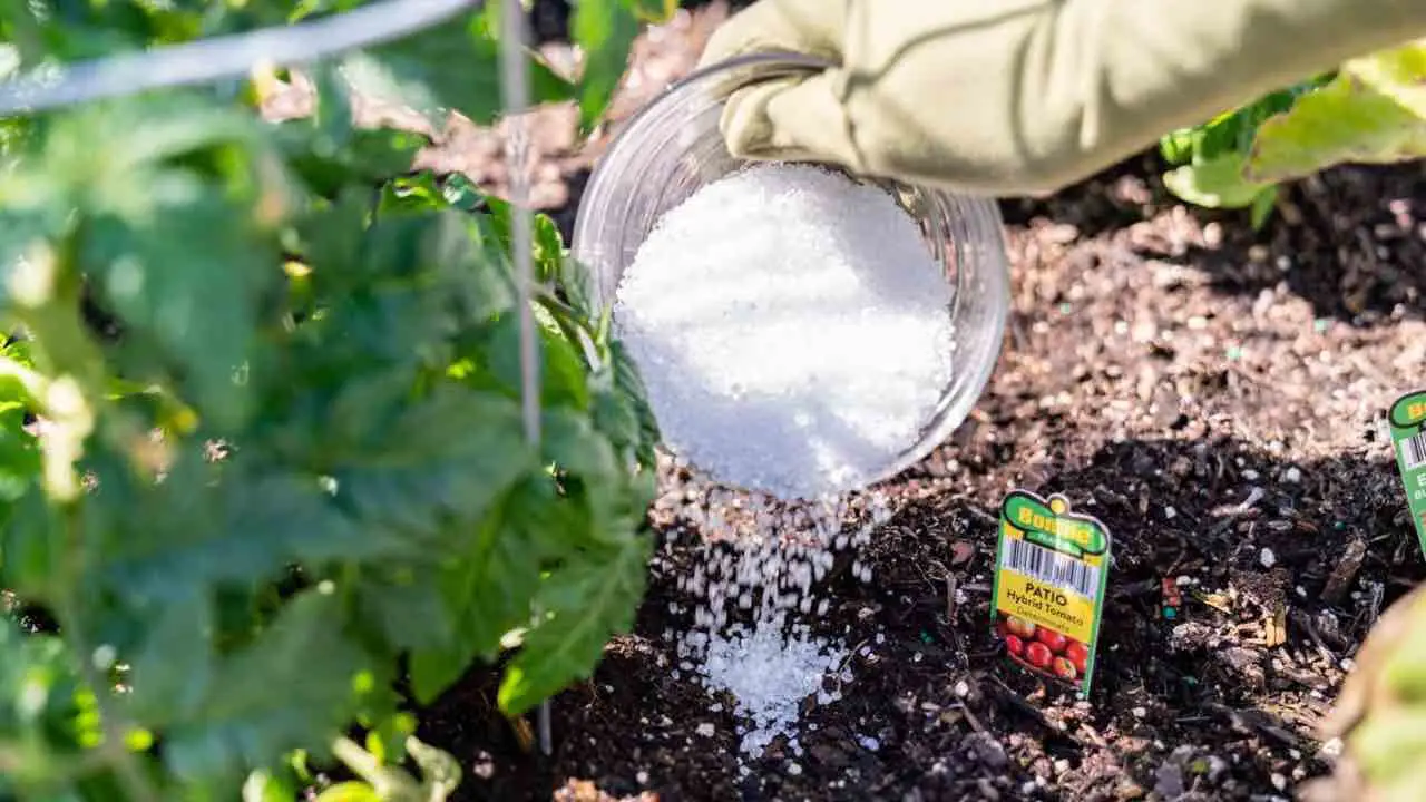 Non concimare le piante in inverno: non assorbono correttamente i nutrienti