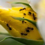 Come eliminare formiche e insetti dal giardino senza pesticidi: il metodo più efficace