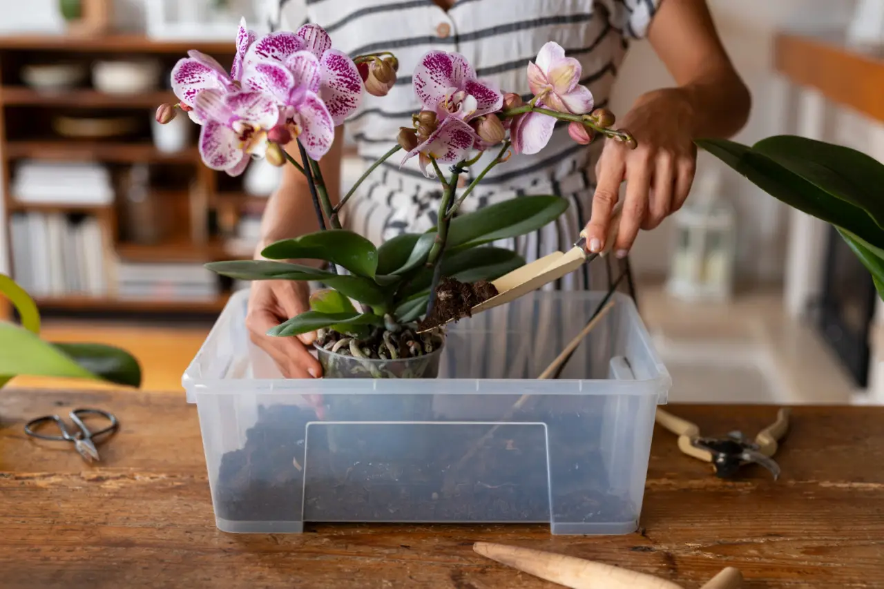 Orchidee: ecco come farle rifiorire, il metodo innovativo del giardiniere