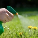 Non usare il diserbante in queste condizioni: rischi di rovinare tutto il giardino