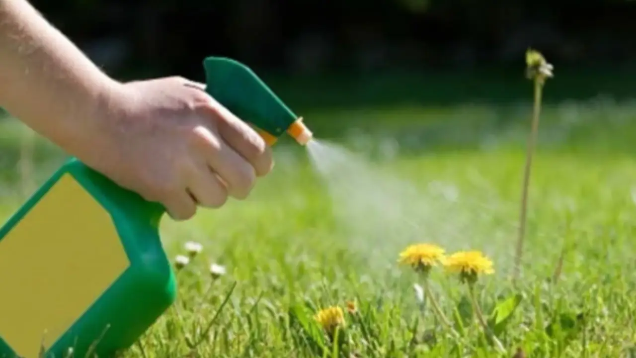 Non usare il diserbante in queste condizioni: rischi di rovinare tutto il giardino