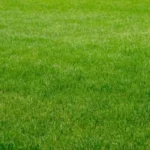 Il trucco infallibile per un prato verde tutto l’anno spiegato semplice