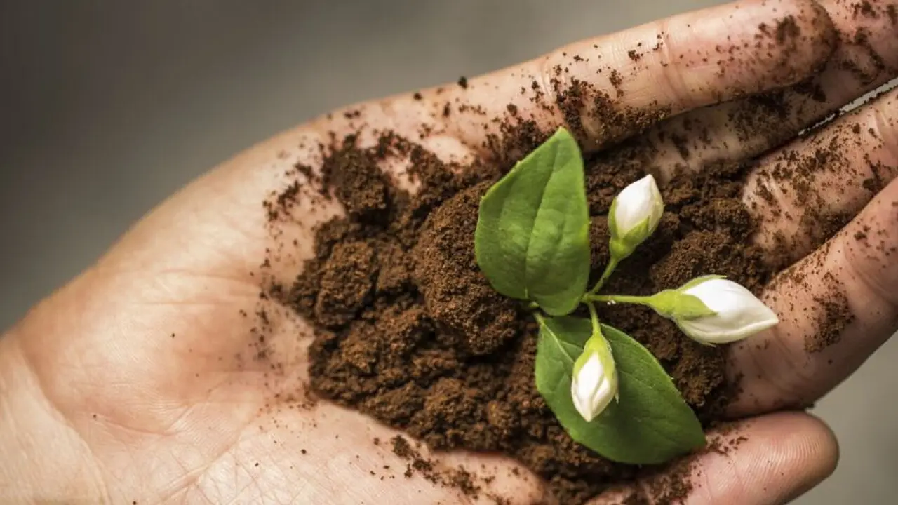 Le piante che fioriscono di più usando il fondo di caffè: il trucco che pochi conoscono