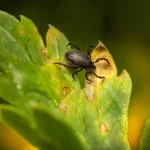 Nido di zecche in giardino: ecco come si può trovare