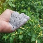 Come usare il pepe contro lumache e insetti