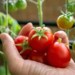 Quando seminare i pomodori: ecco la data perfetta per un raccolto abbondante