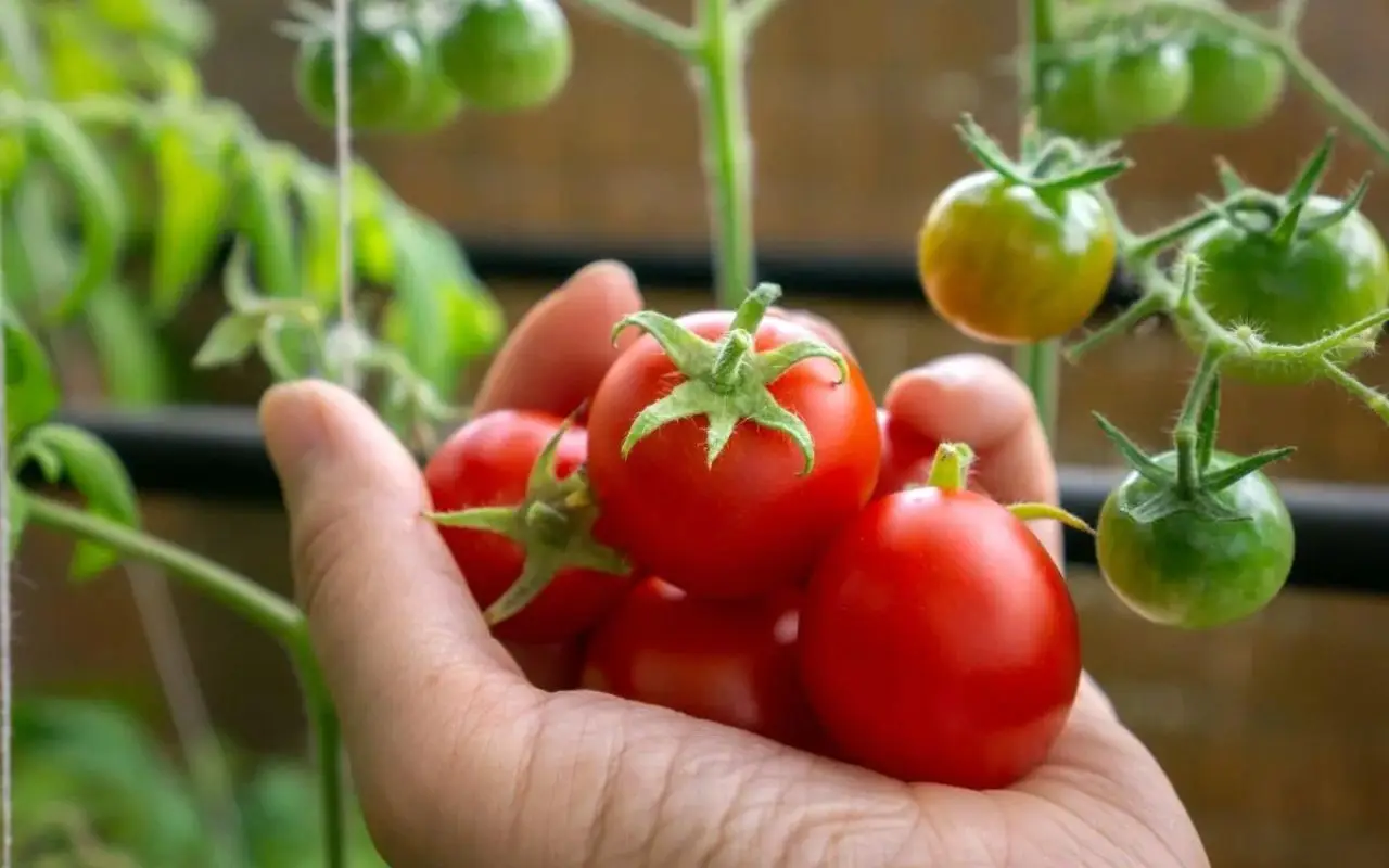 Quando seminare i pomodori: ecco la data perfetta per un raccolto abbondante