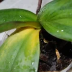 Non esporre le orchidee alla luce diretta: rischi di bruciare le foglie