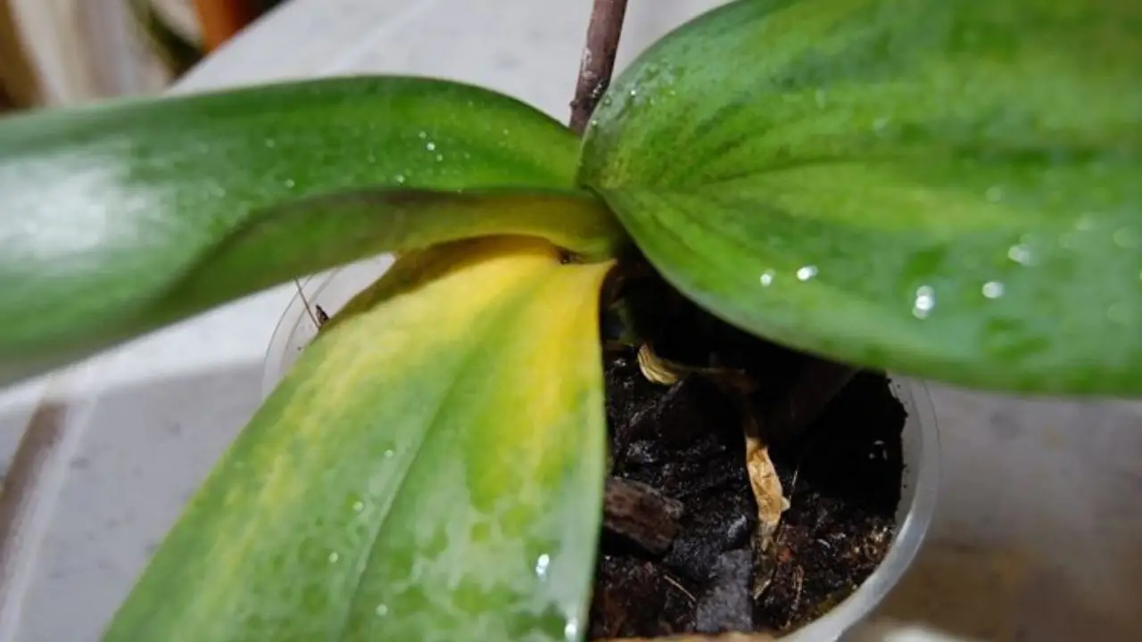 Non esporre le orchidee alla luce diretta: rischi di bruciare le foglie