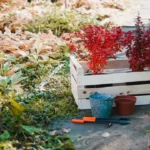 Quale arbusto piantare a Ottobre? Ecco quello perfetto