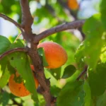Quando potare l’albicocco: ecco il periodo perfetto
