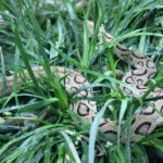 Vipere in giardino: scopri quali piante le attirano e come evitarle