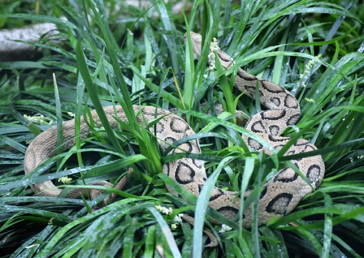 Vipere in giardino: scopri quali piante le attirano e come evitarle
