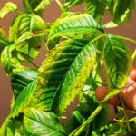 Come riconoscere le piante che soffrono di troppa acqua: i segnali da notare