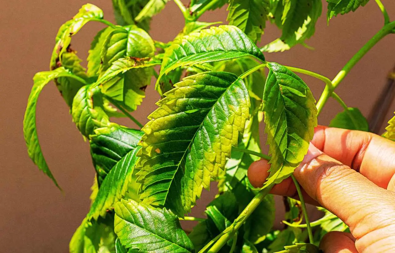 Come riconoscere le piante che soffrono di troppa acqua: i segnali da notare