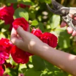 Come e quando potare le rose per una fioritura doppia: il segreto che pochi giardinieri svelano