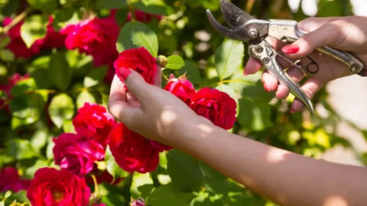 Come e quando potare le rose per una fioritura doppia: il segreto che pochi giardinieri svelano