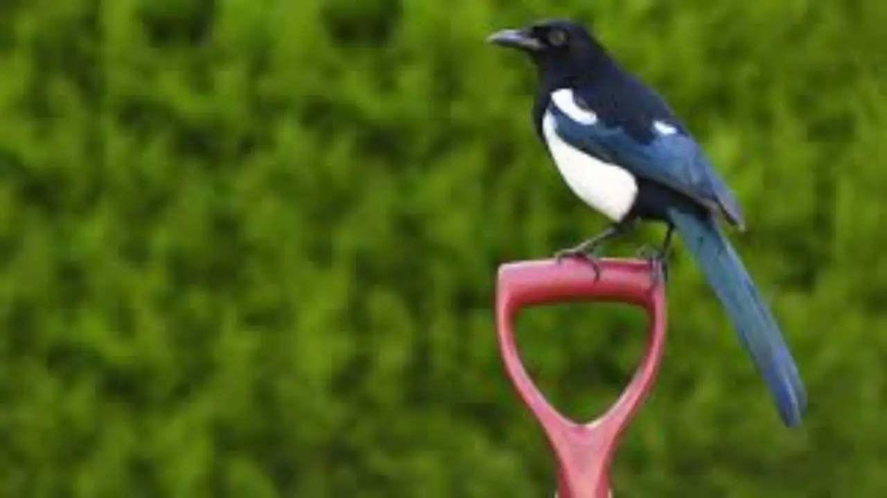 Gazza ladra: ecco perché la trovi spesso nel tuo giardino