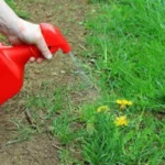 Come eliminare le erbacce senza prodotti chimici: il metodo naturale che funziona meglio dei diserbanti
