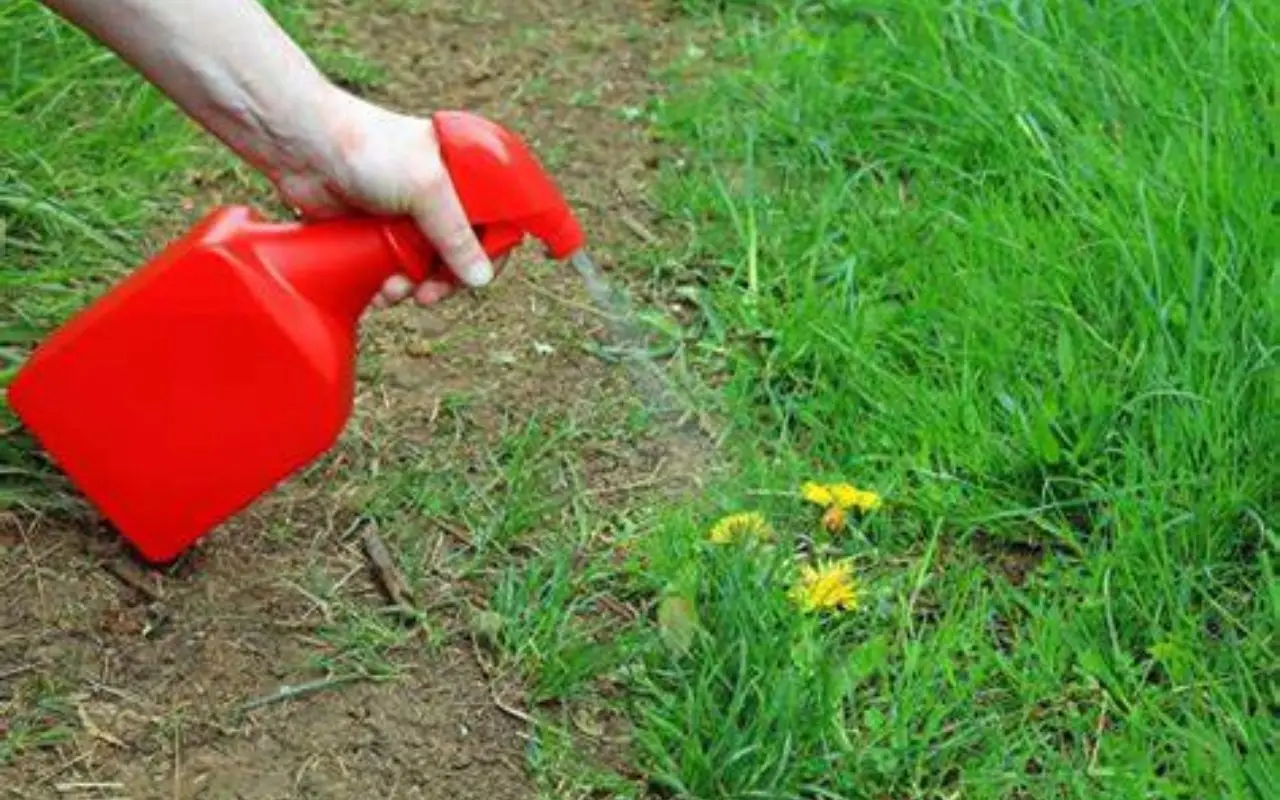 Come eliminare le erbacce senza prodotti chimici: il metodo naturale che funziona meglio dei diserbanti