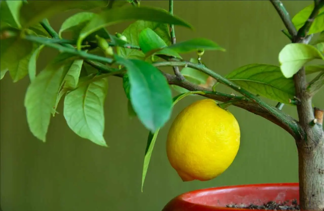 Come coltivare i limoni in vaso: il segreto per avere frutti succosi anche al nord