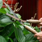 Come potare le ortensie: ecco il trucco del giardiniere