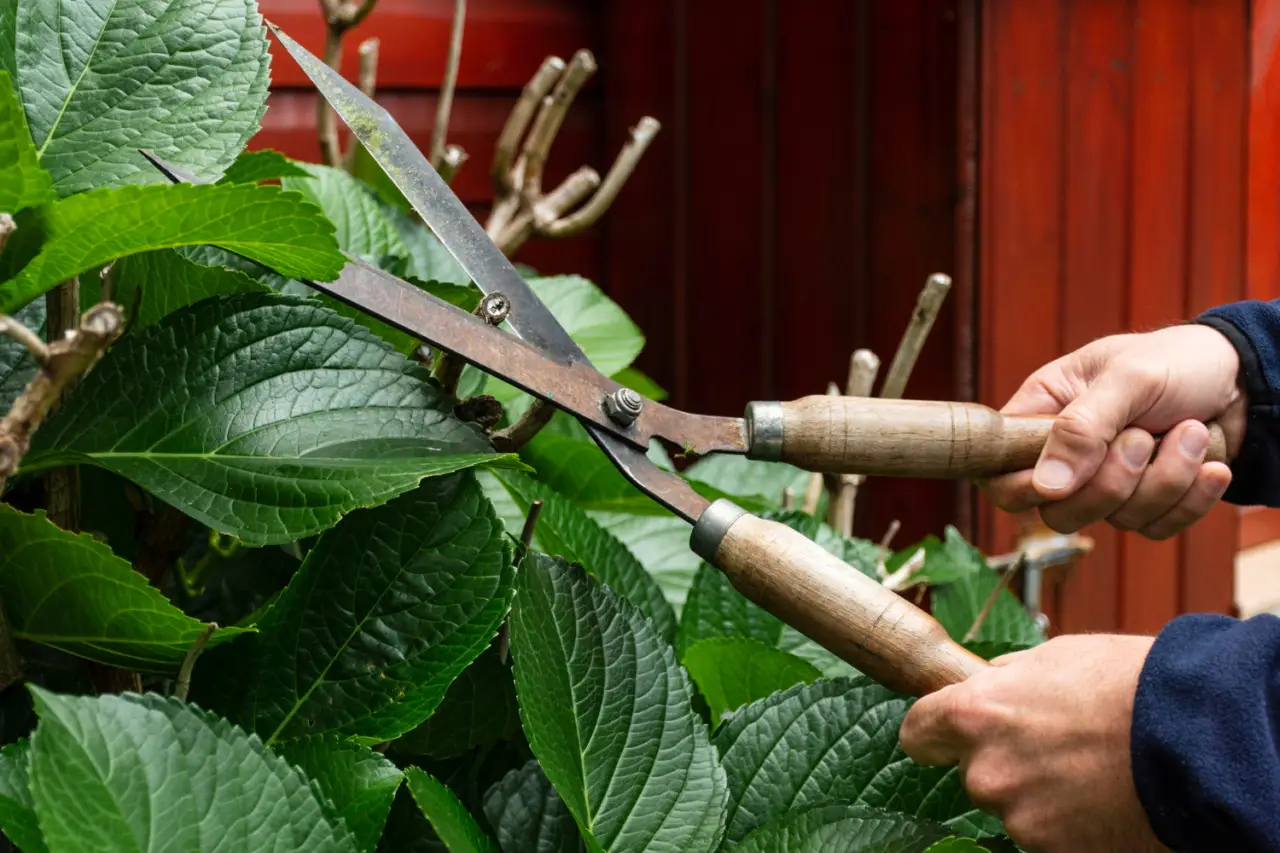 Come potare le ortensie per ottenere fiori più grandi: il taglio perfetto di fine inverno