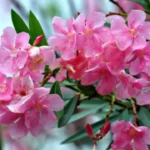 Pianta questo fiore profumatissimo in primavera: esploderà di colori fino a novembre