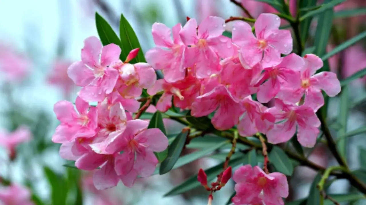 Pianta questo fiore profumatissimo in primavera: esploderà di colori fino a novembre