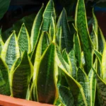Come curare la sansevieria: il consiglio del giardiniere