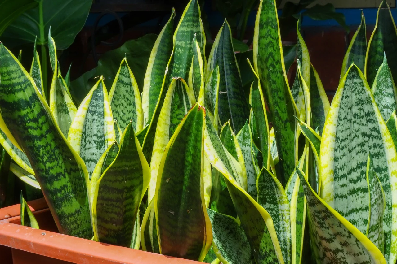 Come curare la sansevieria: il consiglio del giardiniere