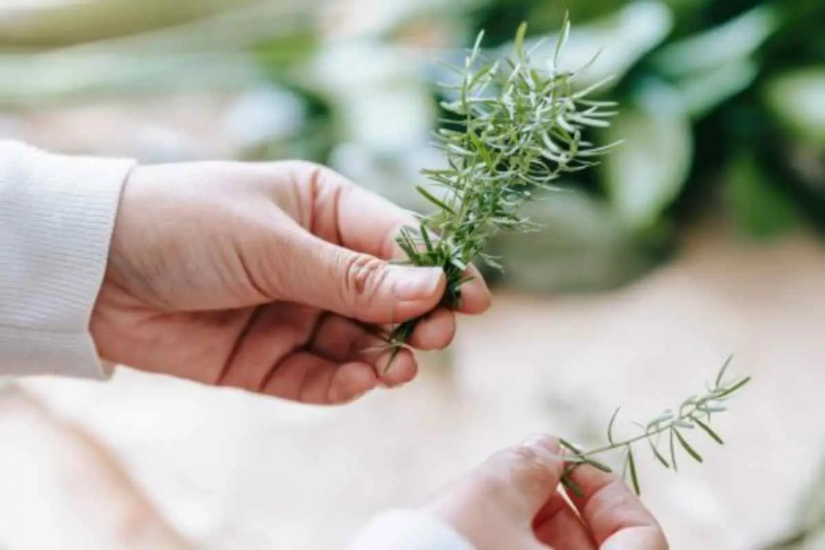 Come far rinascere il rosmarino vecchio: il trucco che lo fa ripartire in primavera