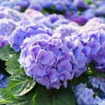 Non piantare ortensie in pieno sole: soffrono e smettono di fiorire