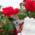 Quando potare le rose: il periodo ideale per una fioritura perfetta