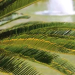 Cycas in giardino: l’errore che fanno tutti e che la fa seccare