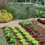 Non lasciare il giardino senza pacciamatura: rischi di perdere umidità preziosa