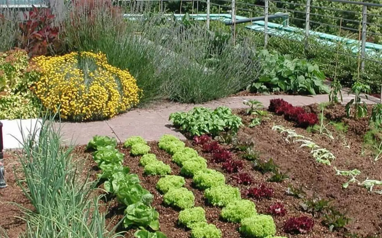 Non lasciare il giardino senza pacciamatura: rischi di perdere umidità preziosa