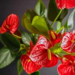 Guida pratica per curare un Anthurium in casa