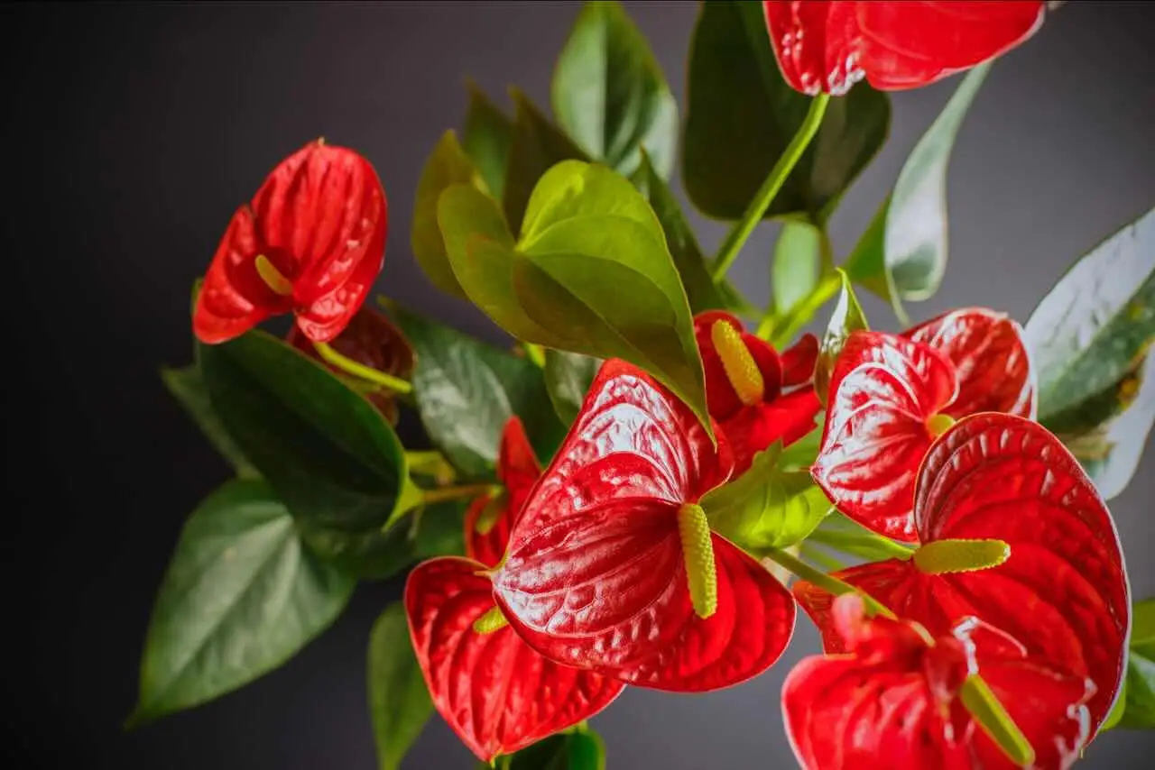 Guida pratica per curare un Anthurium in casa
