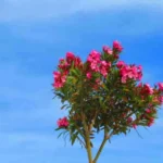 Come potare l’oleandro: ecco la guida definitiva