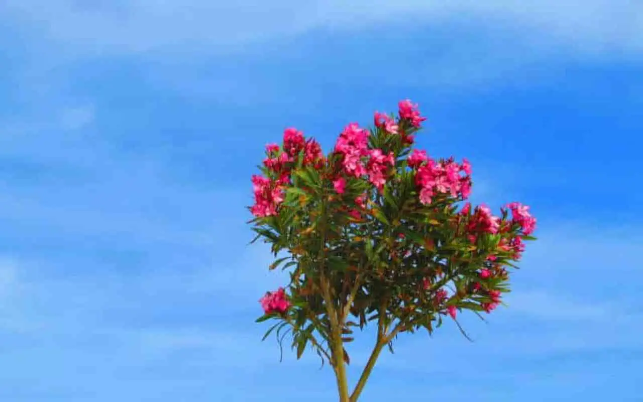 Come potare l’oleandro: ecco la guida definitiva