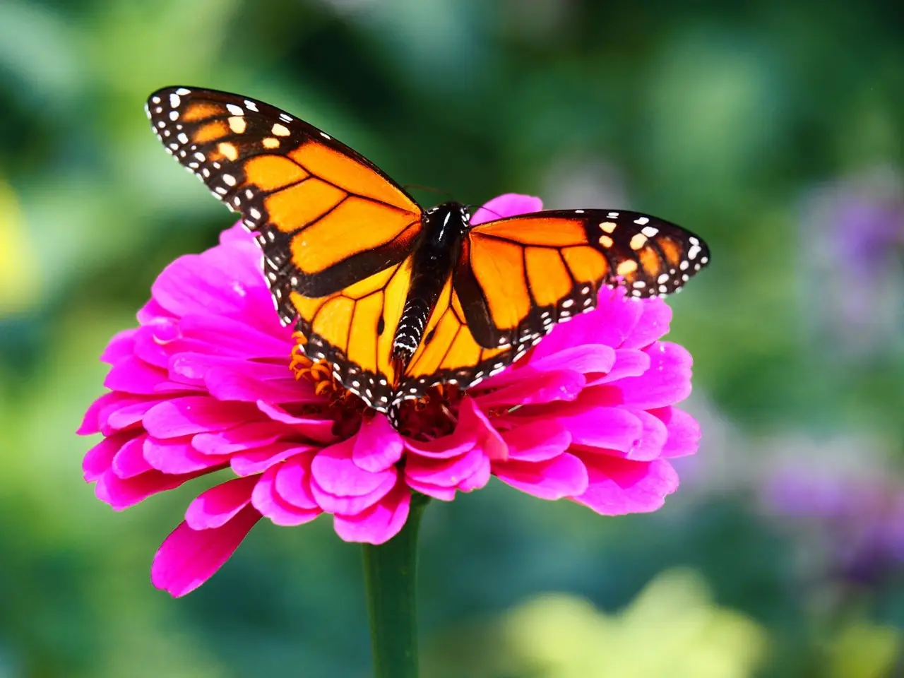 Come attirare farfalle e api con tre semplici accorgimenti