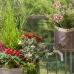 Come curare le piante in balcone in autunno: il metodo che le protegge dal freddo