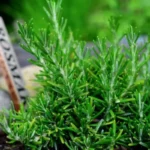 Rosmarino mai vicino: ecco quali erbe non piantarle accanto