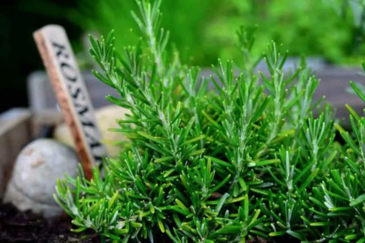 Rosmarino mai vicino: ecco quali erbe non piantarle accanto