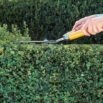Non potare le siepi in estate: rischi scottature