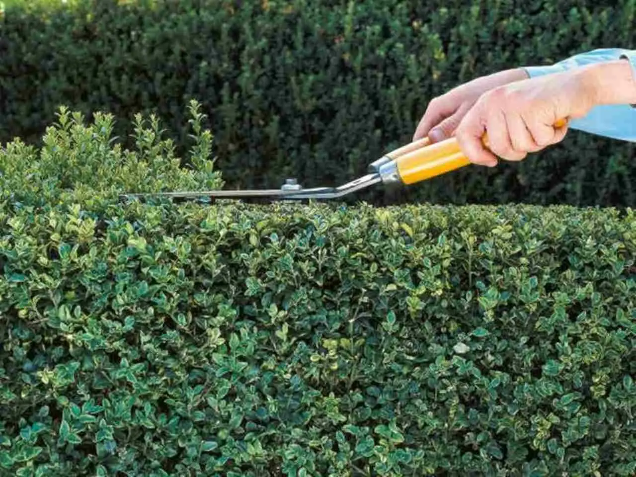 Non potare le siepi in estate: rischi scottature