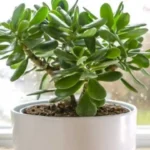 Come si chiama la pianta grassa dei soldi? Ecco cosa dice il feng shui